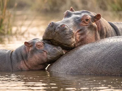 Wall art: Hippo family: gentle closeness by the river