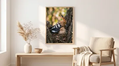 Interior view: Nature poetry: hoopoe with chick