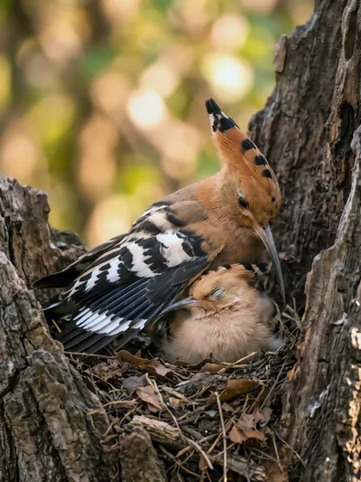 Wall art: Nature poetry: hoopoe with chick