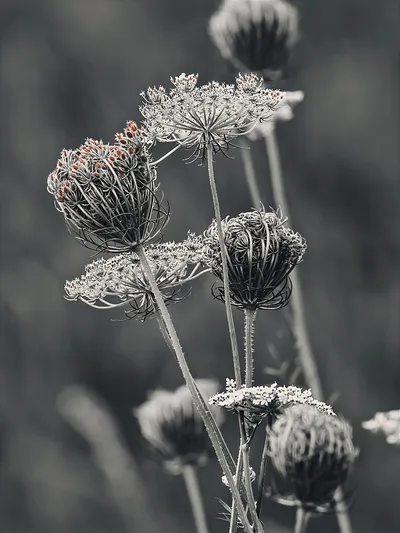 Wall art: Plant architecture with rust-coloured seed heads
