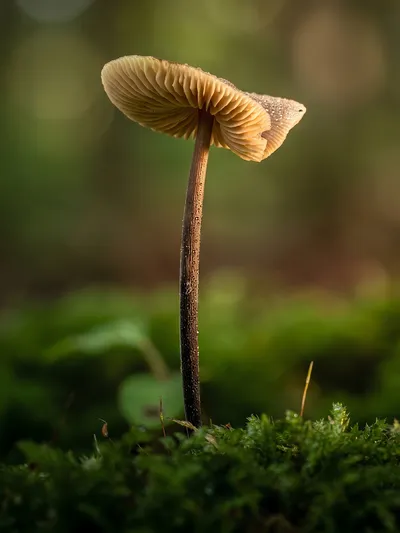 Wall art: Mushroom in moss: nature poetry