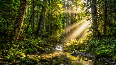 Wall art: Awakening forest