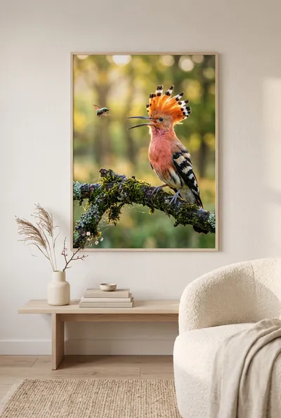 Interior view: Hoopoe